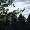 kelly_col