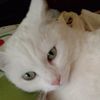 kfluff