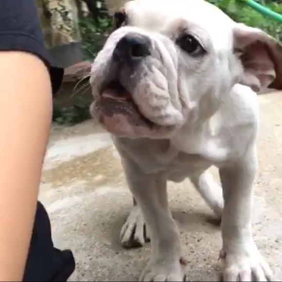 puodunu