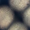 syd_nich