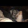 joey_delcioppo