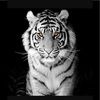tiger1528 tiger1528