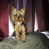 baileybrugger