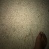 natedulay