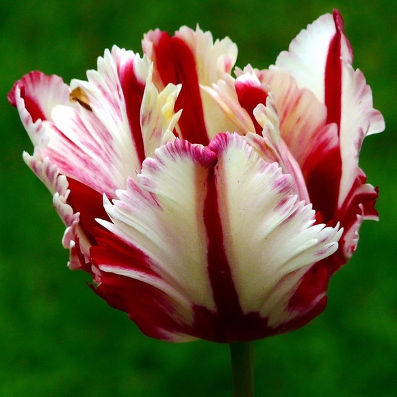 parrottulip