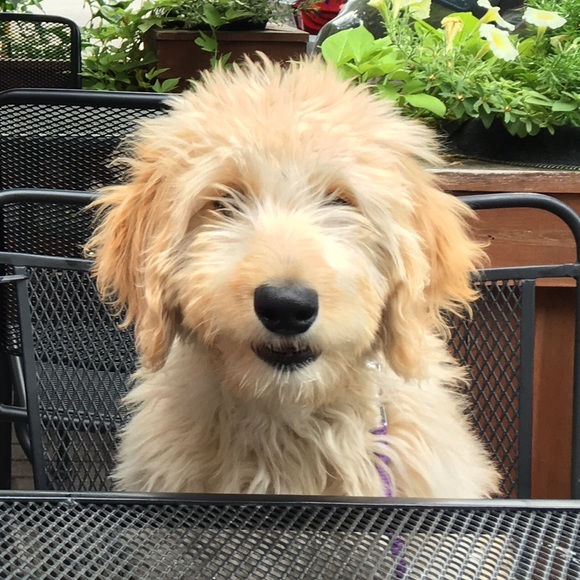 lilmashpotato