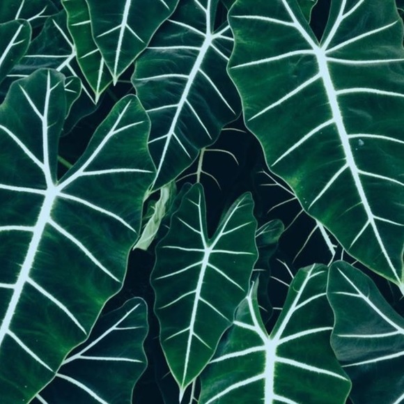 modestvisual