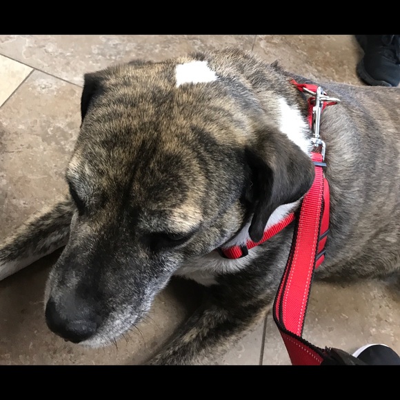 pitmomma77