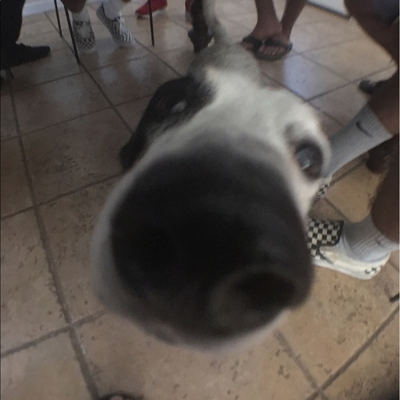sharkb0ii