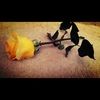 lizbeth1034