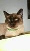 fatscats