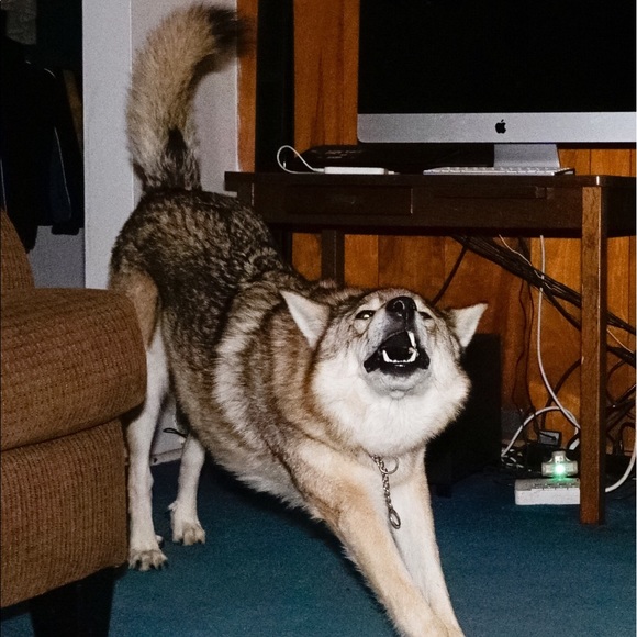 chattseen