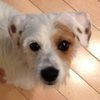 deafdogcm