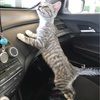 mileshooper