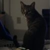 tonythepanda