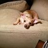 piggysmom1