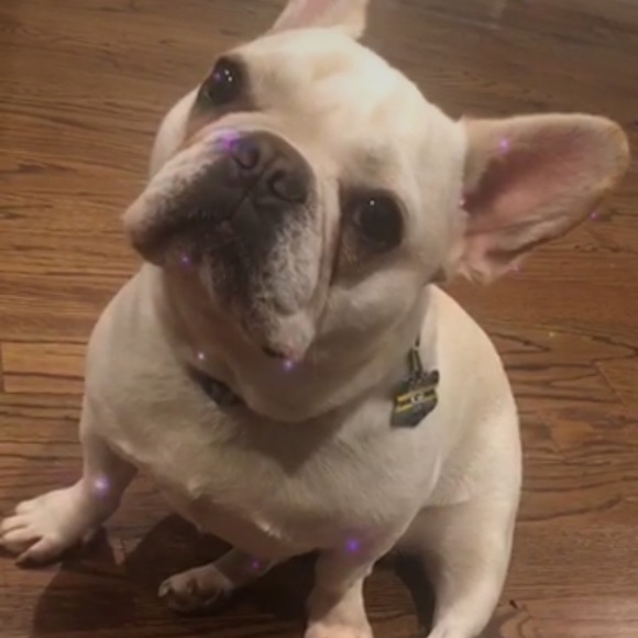 jordypup