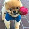 tonyawolf03