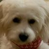 bailey32917