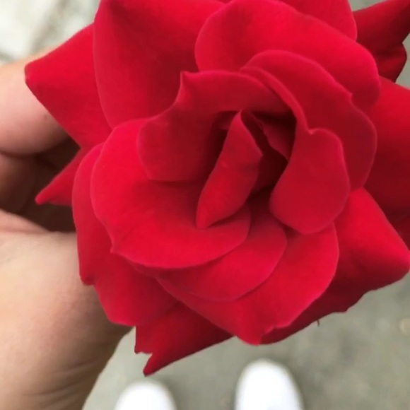 isabelle_1234