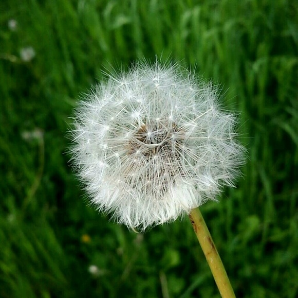 blanchette17