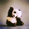 teddy3066