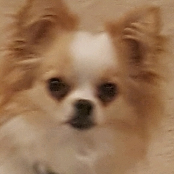 kaskiwi