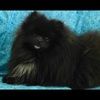 blackpom