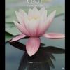 lynnthompson48