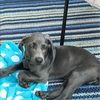 allison090909