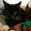 meow234