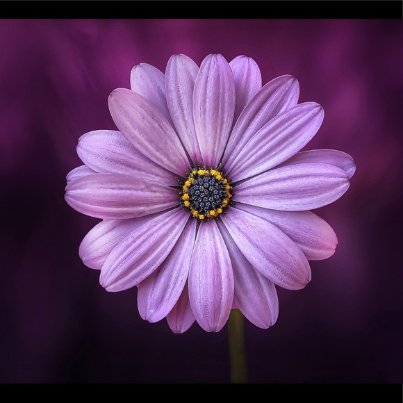 shoppaholic266