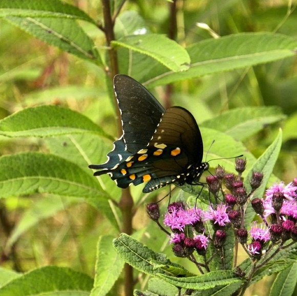 zylarae