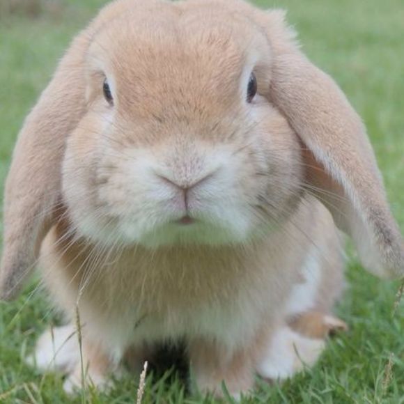 goodhareday