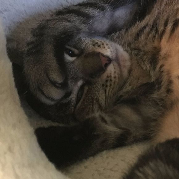 bleppycat
