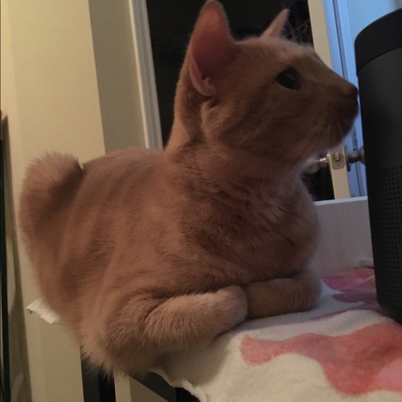 lalameowjoey