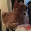 lalameowjoey
