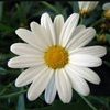 daisysells