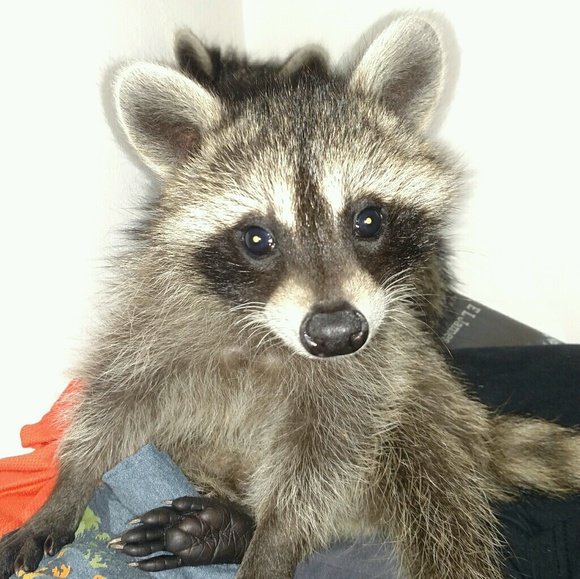 babyboycoon