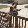 giraffebath44