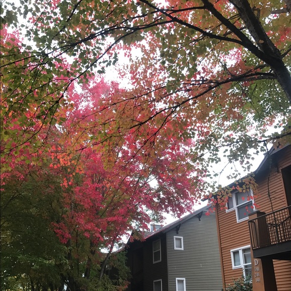 koreanaustin