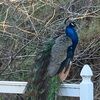 birjuseju