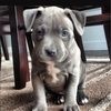 adam_2368