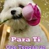 consuelocholiya