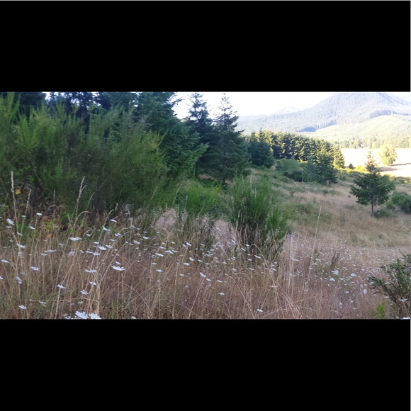 lanealan88