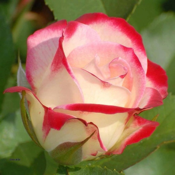 leiladirin