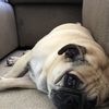 tiparti