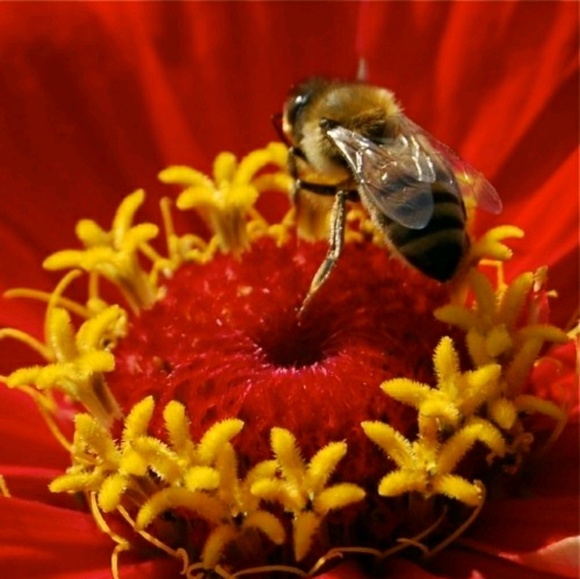 honeybug_hamper