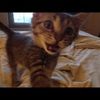 attacat