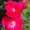 susannahp1022